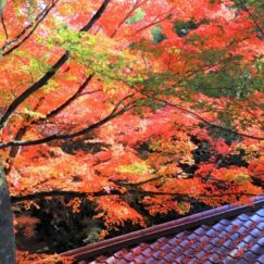 瓦屋根と秋の紅葉