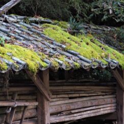 瓦屋根から生えた苔のイメージ